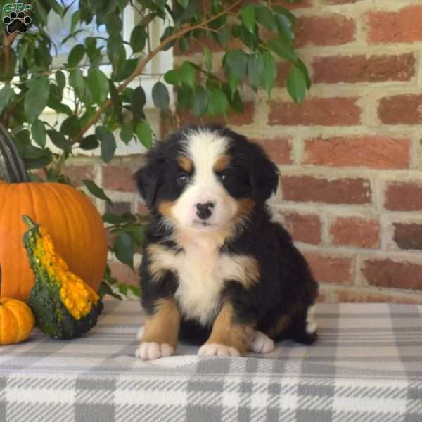 Harvest, Bernese Mountain Dog Puppy