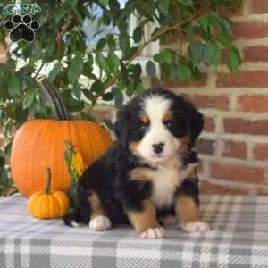 Harvest, Bernese Mountain Dog Puppy