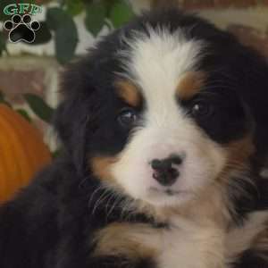 Harvest, Bernese Mountain Dog Puppy
