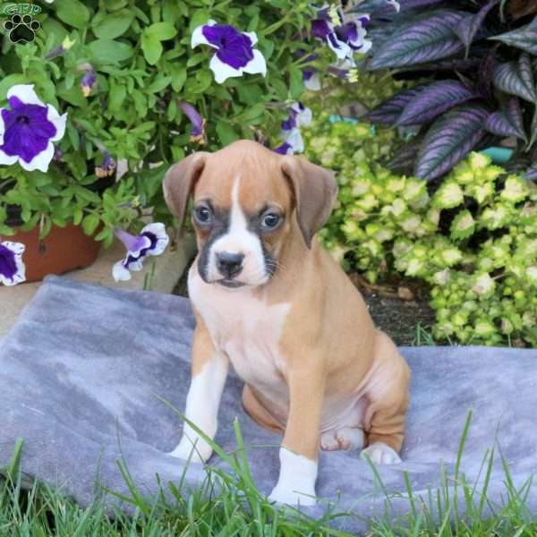 Harvey, Boxer Puppy