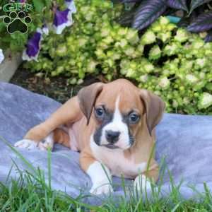 Harvey, Boxer Puppy