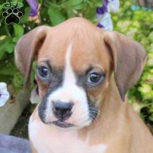 Harvey, Boxer Puppy