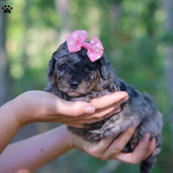 Haven, Mini Bernedoodle Puppy