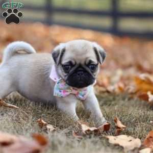 Haven, Pug Puppy