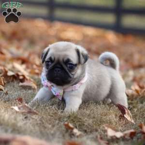 Haven, Pug Puppy