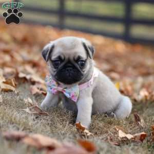 Haven, Pug Puppy