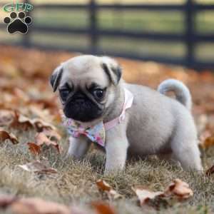 Haven, Pug Puppy