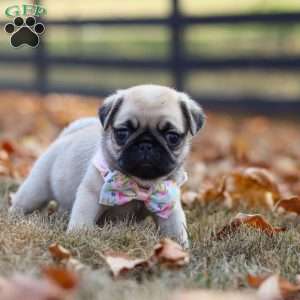 Haven, Pug Puppy