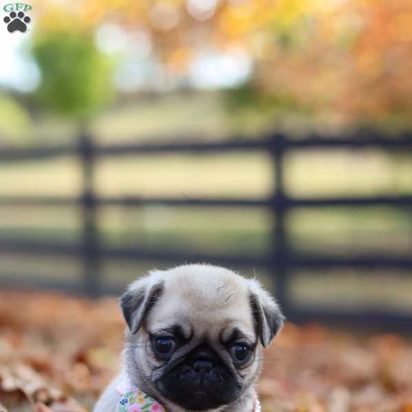 Haven, Pug Puppy