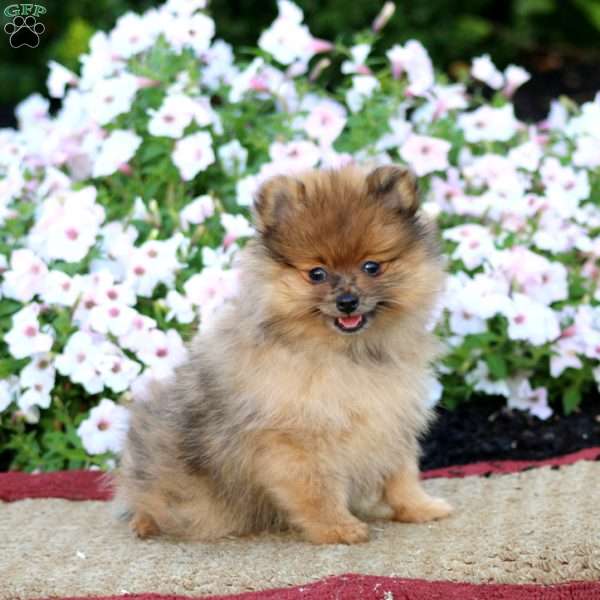 Haven, Pomeranian Puppy