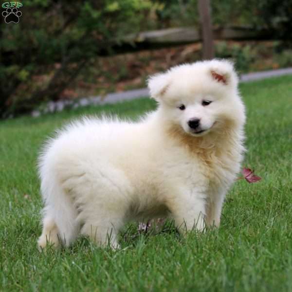 Haven, Samoyed Puppy