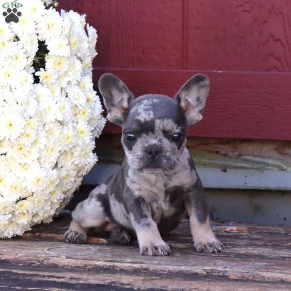 Haven, French Bulldog Puppy