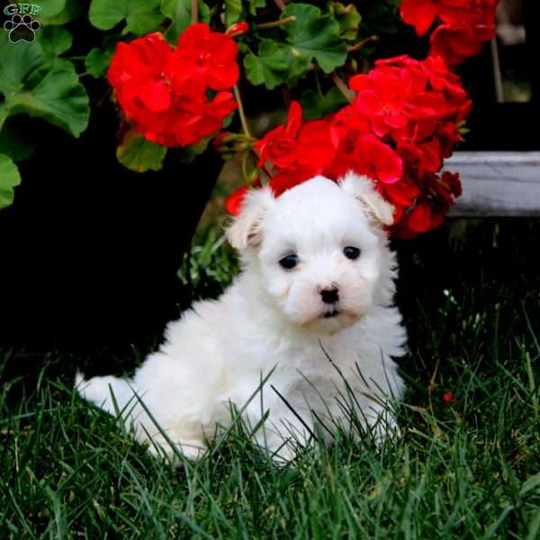 Haven, Maltese Puppy