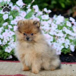 Haven, Pomeranian Puppy