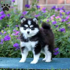 Haven, Pomsky Puppy