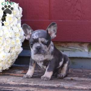Haven, French Bulldog Puppy