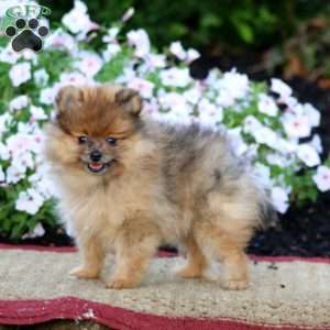 Haven, Pomeranian Puppy