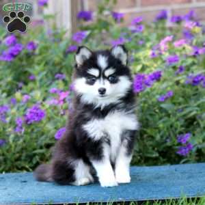 Haven, Pomsky Puppy