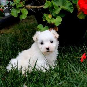 Haven, Maltese Puppy