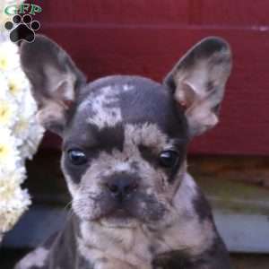 Haven, French Bulldog Puppy