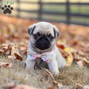 Haven, Pug Puppy