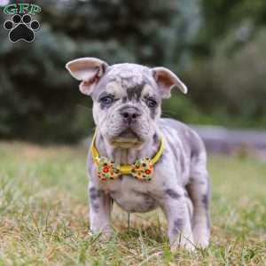 Hawkeye, Frenchton Puppy