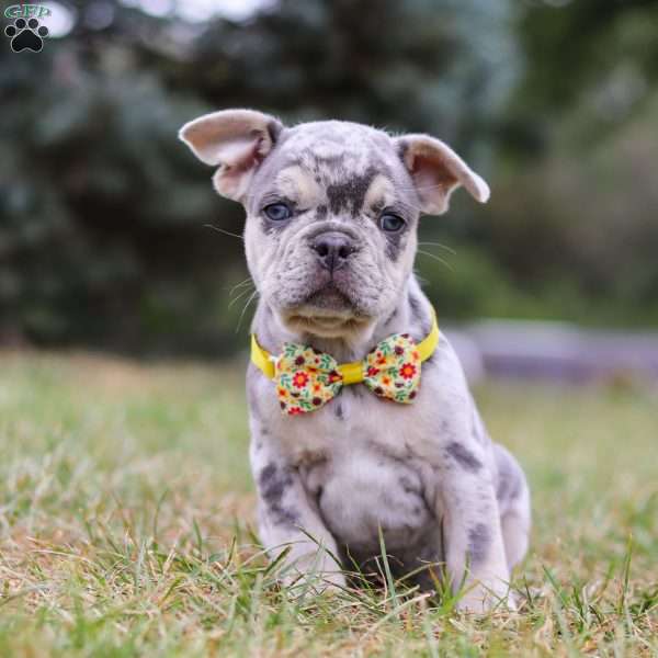 Hawkeye, Frenchton Puppy