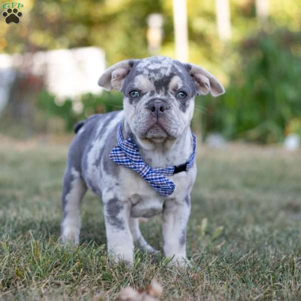 Hawkeye, Frenchton Puppy