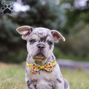 Hawkeye, Frenchton Puppy