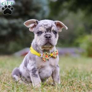 Hawkeye, Frenchton Puppy