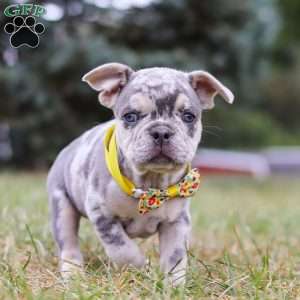 Hawkeye, Frenchton Puppy