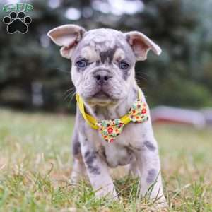 Hawkeye, Frenchton Puppy