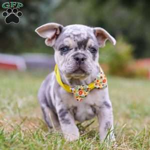 Hawkeye, Frenchton Puppy