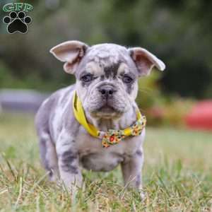 Hawkeye, Frenchton Puppy