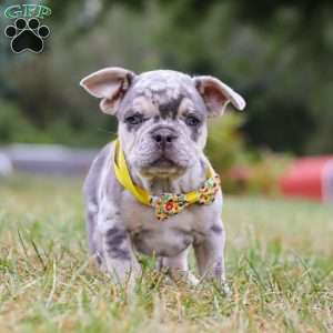 Hawkeye, Frenchton Puppy