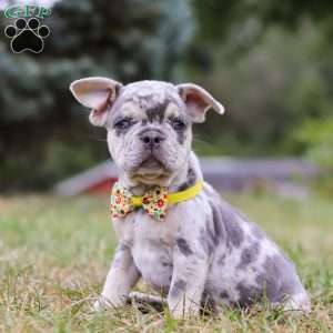 Hawkeye, Frenchton Puppy