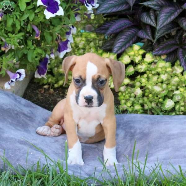 Hazel, Boxer Puppy