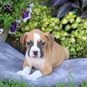 Hazel, Boxer Puppy