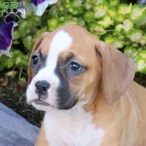 Hazel, Boxer Puppy