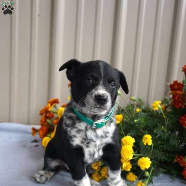 Hazel, Border Collie Mix Puppy