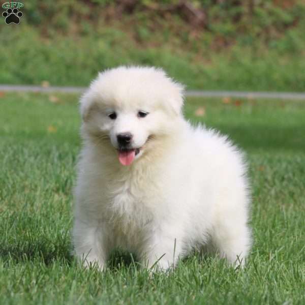 Heidi, Samoyed Puppy