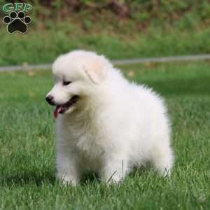 Heidi, Samoyed Puppy
