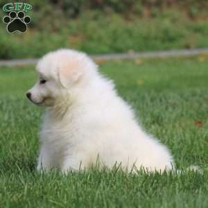 Heidi, Samoyed Puppy