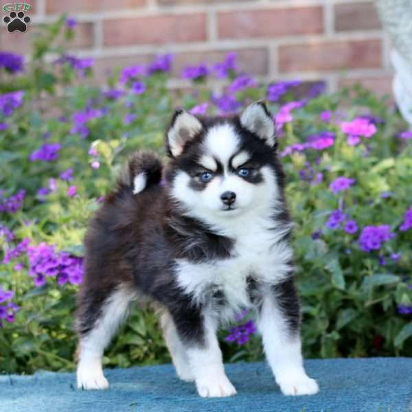 Hero, Pomsky Puppy