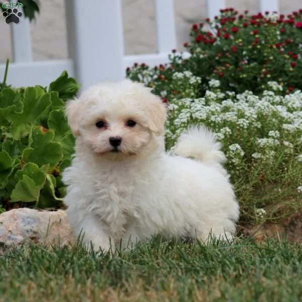 Hero, Maltese Puppy