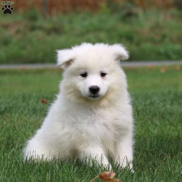 Hero, Samoyed Puppy