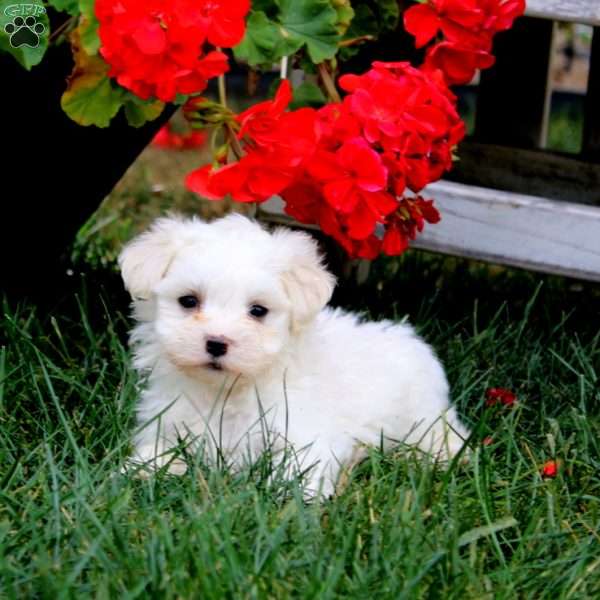 Hero, Maltese Puppy