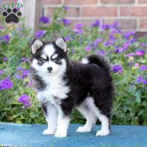 Hero, Pomsky Puppy