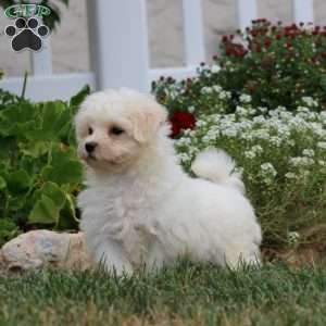 Hero, Maltese Puppy