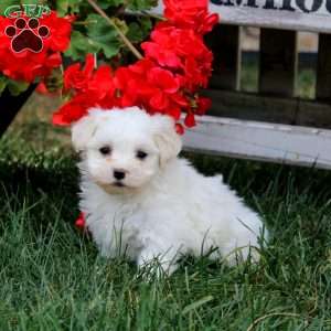 Hero, Maltese Puppy